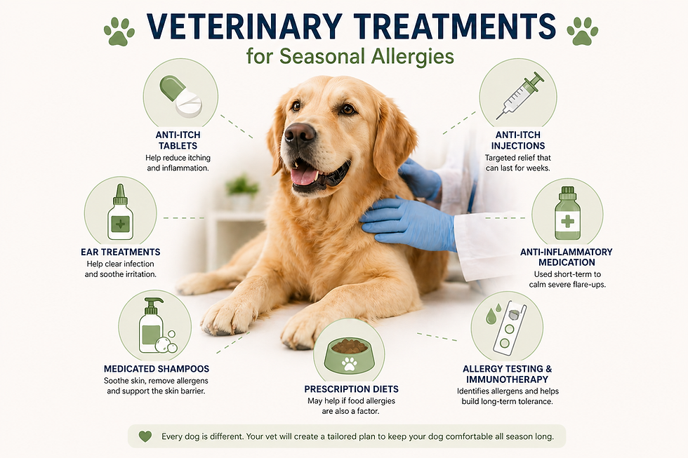 Golden retriever with vet hands in blue gloves. Text: Veterinary treatments for seasonal allergies. Icons detail various treatments.