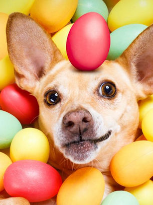 A dog surrounded by colorful plastic eggs, with a red egg balanced on its head, expressing a playful mood.