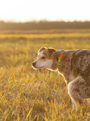 A speckled dog with an orange collar squats in a grassy field at sunset, with trees in the distant background under a soft orange light.