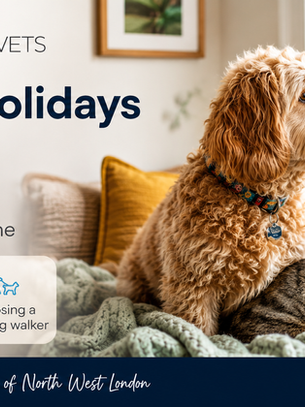 Dog and cat by a window, text about summer holidays ending and helping pets adjust to routine.