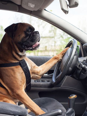 Dog in driver's seat of a car, paw on steering wheel. Interior is gray; outside is greenery. The dog appears focused and playful.