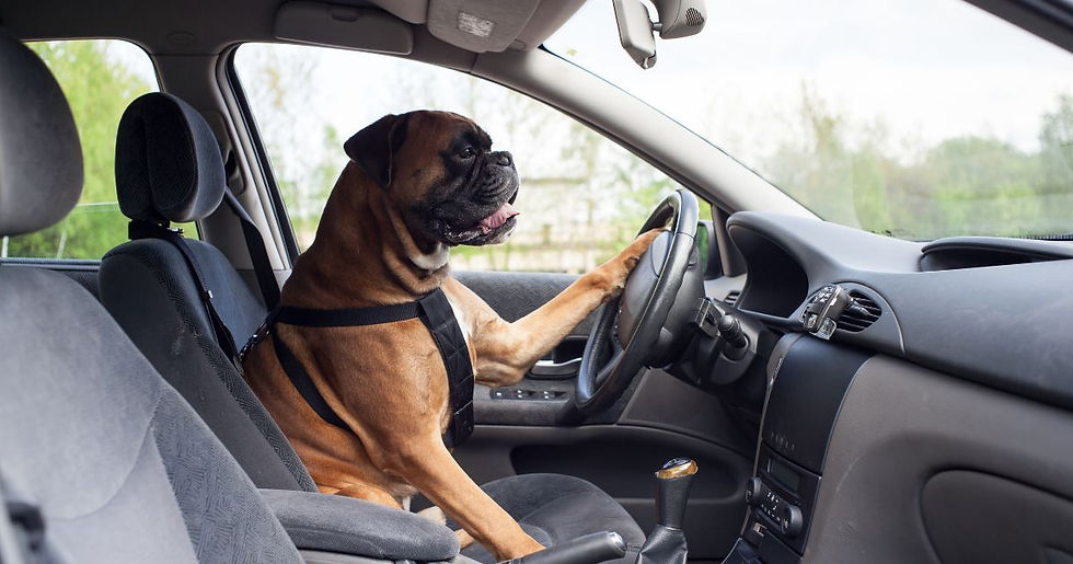 Dog in driver's seat of a car, paw on steering wheel. Interior is gray; outside is greenery. The dog appears focused and playful.