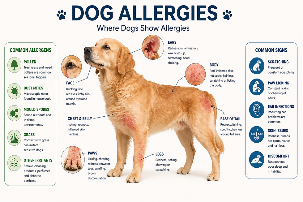 Infographic on dog allergies featuring a golden retriever. Details symptoms like itching and redness. Lists common allergens and signs.