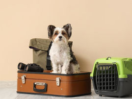 Small dog sits on a brown suitcase with binoculars; green pet carrier and backpack nearby. Beige background, cozy travel vibe.