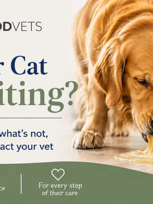 Golden retriever vomits beside a cat on a floor; Roundwood Vets poster reads Dog or Cat Vomiting? and We’re here to help.