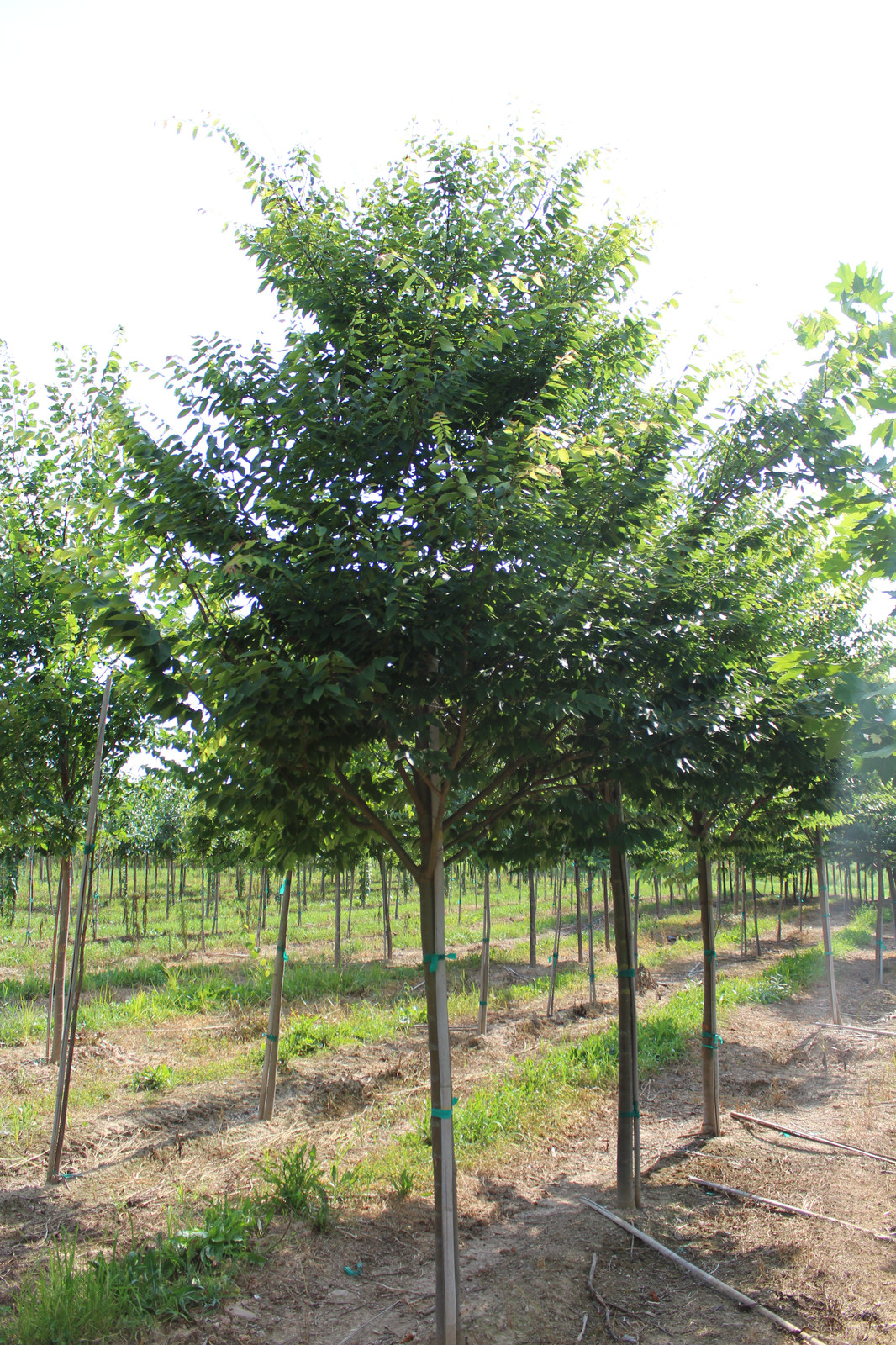 Wireless Zelkova(Zelkova serrata)