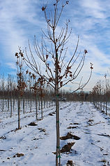 Commemoration Sugar Maple.JPG