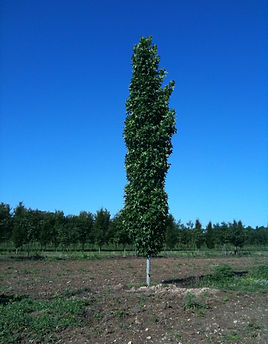 SLENDER-SILIOUTTE-4-2.jpg