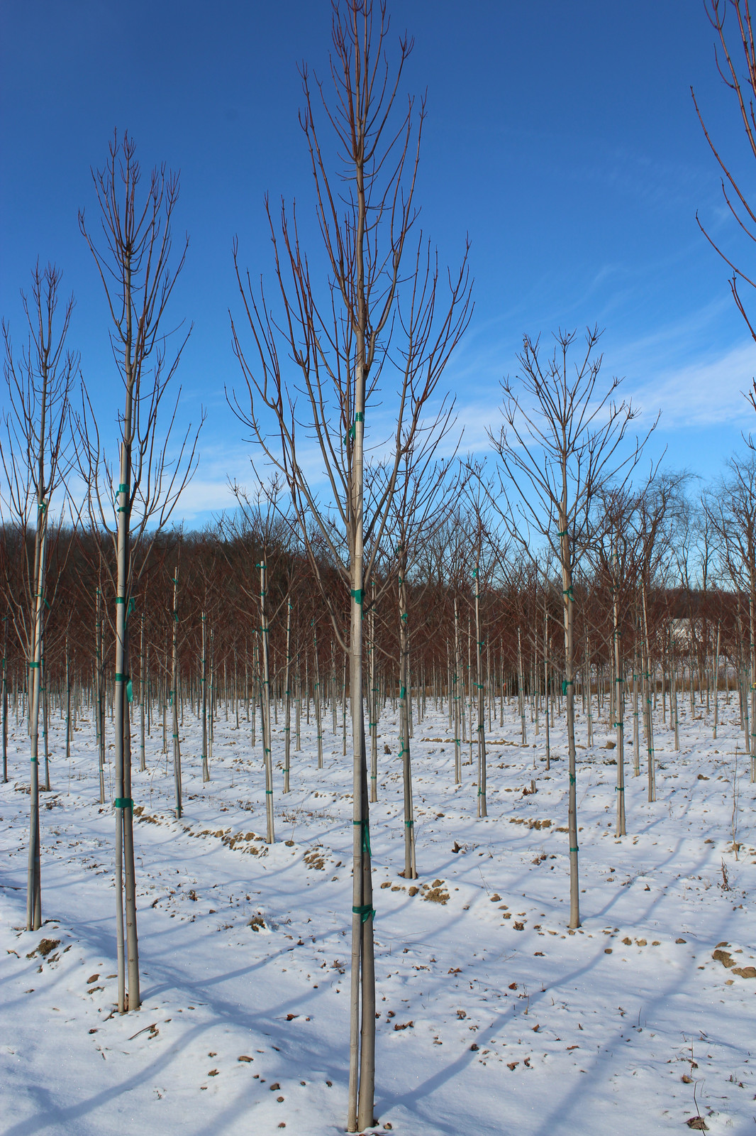 Armstrong Gold Maple