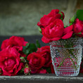 Red Roses In Water