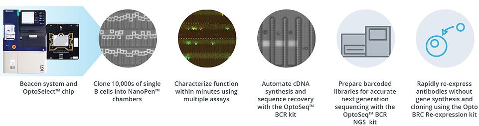 beacon work flow.jpg