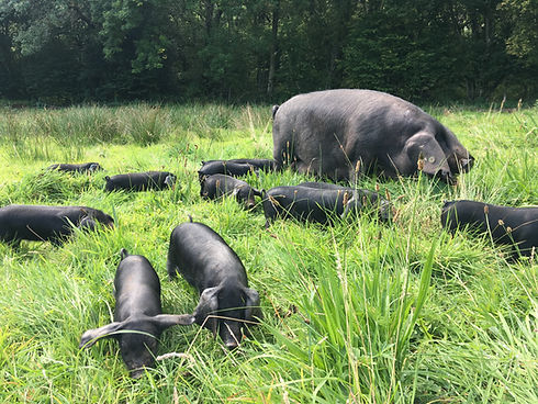 Large Black pigs.