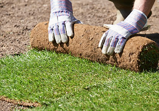 grass-AdobeStock_109928187.jpg