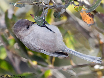 Bushtits Live A Woven Life