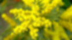 Branche de mimosa fleuri