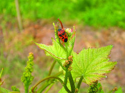 Plane Käfer - 200x150 cm