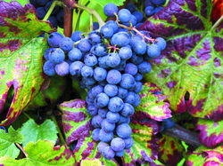 Plane - rote Trauben 200x150 cm