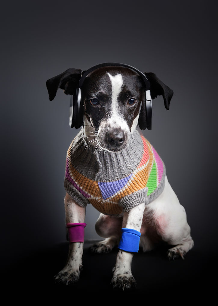 Dog wearing a harness in a studio portrait, relaxed pet photography session in Bristol
