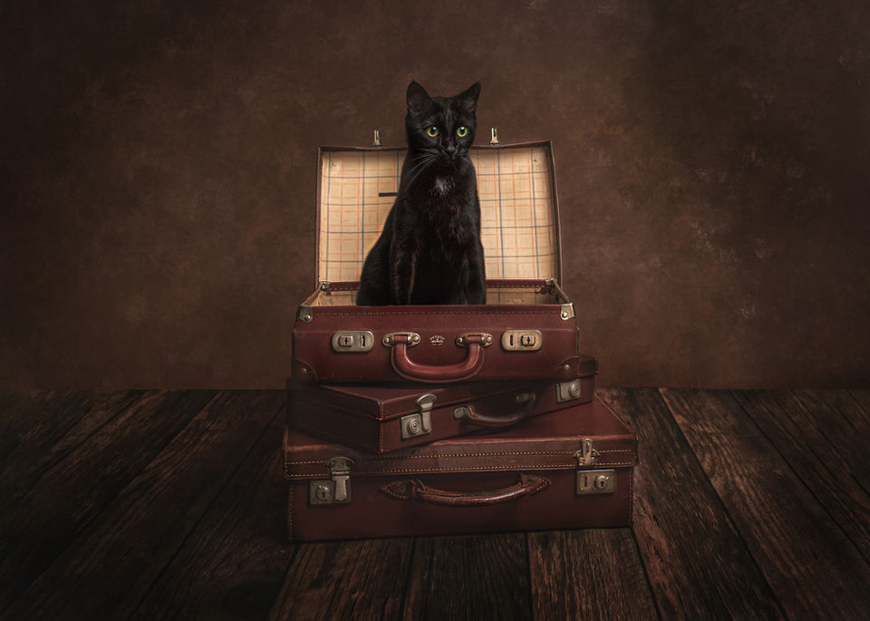Cat sitting on stacked suitcases, creative studio pet portrait in Portishead, Bristol