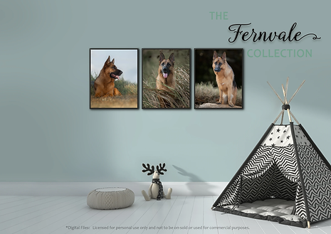 brisbane pet photographer