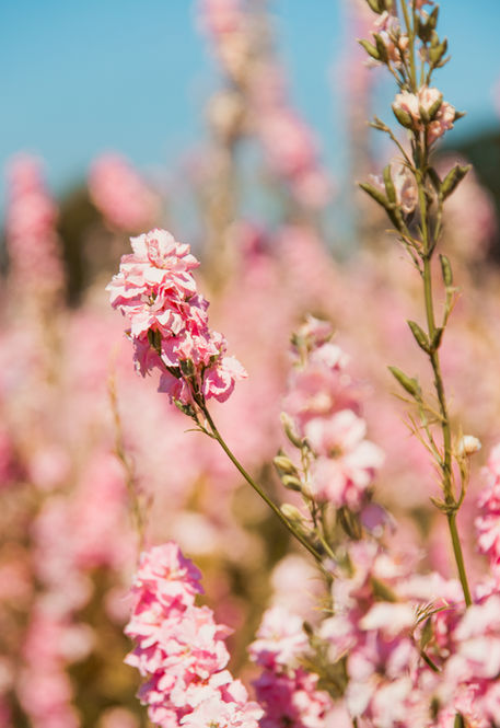 confetti fields photoshoot in wick