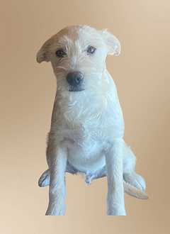 Foxi.png