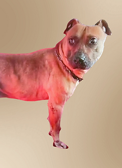 benji.png