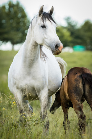 Mare & Foal.jpeg