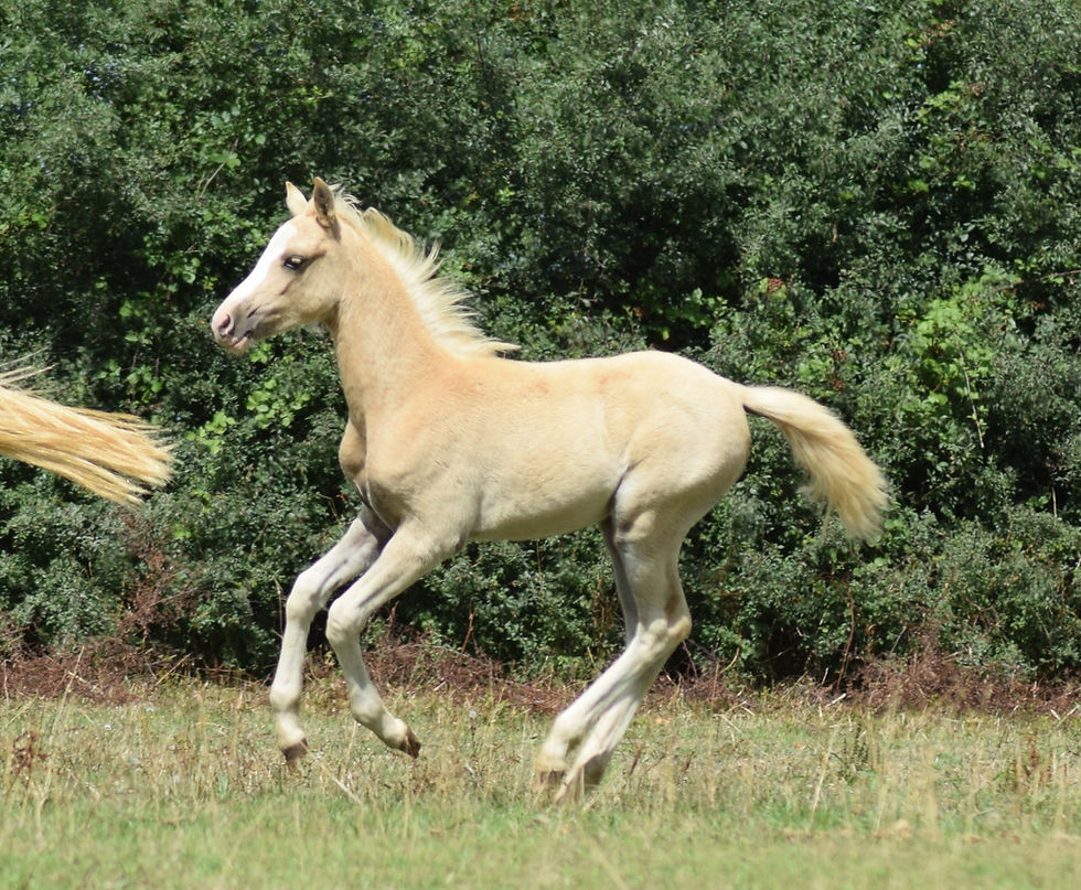 RUBIS PRETTY TIED UP