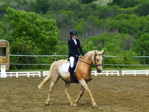 Amateur Dressage Debut for "Golden Boy"