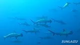 mikomoto25.webp