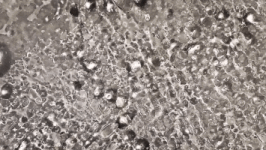 ezgif.com-resize (4).gif