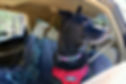 Bear in sun in seatbelt.jpg