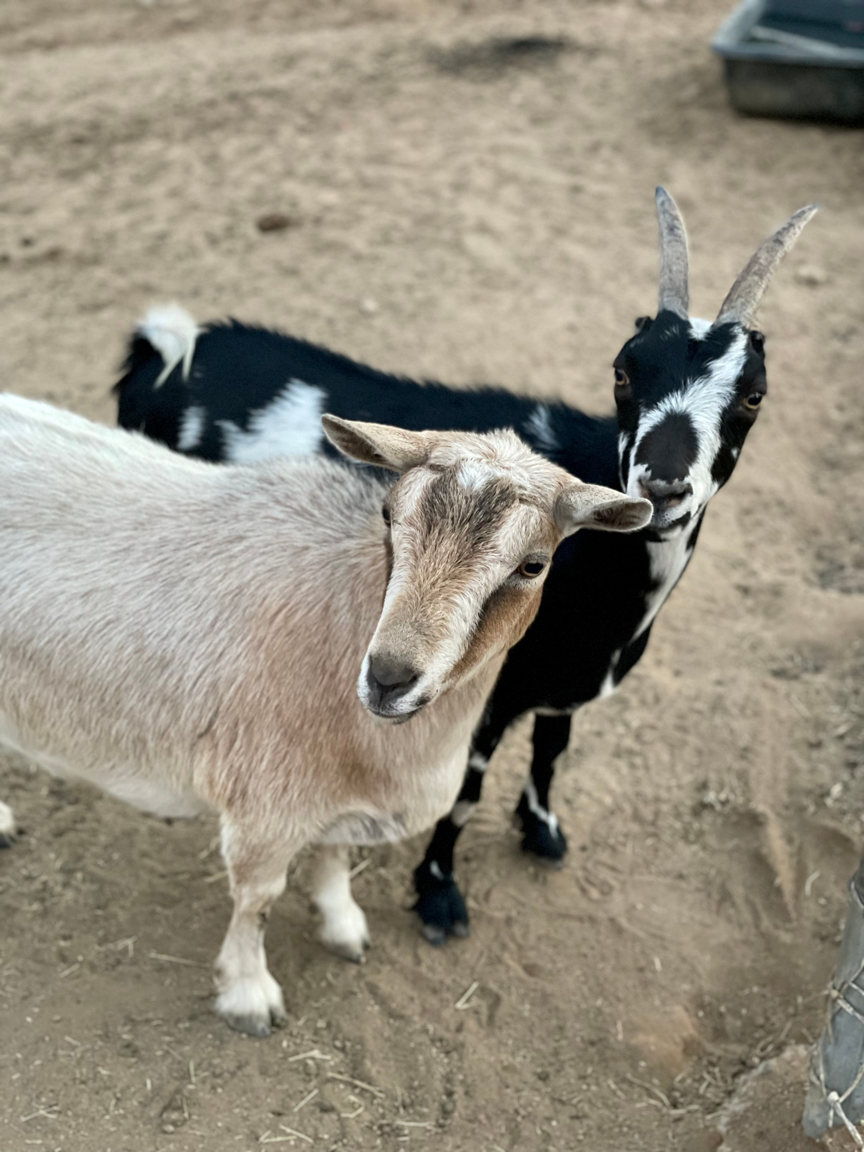 Nikki and Nola