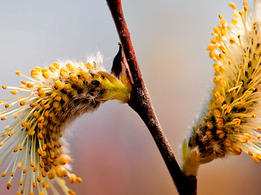 traitement naturel des allergies Montpellier