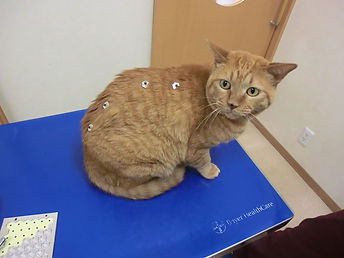 東洋医学の力で、どうぶつたちに安らぎを