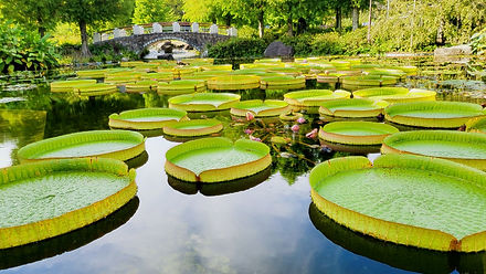 草津市立水生植物公園みずの森