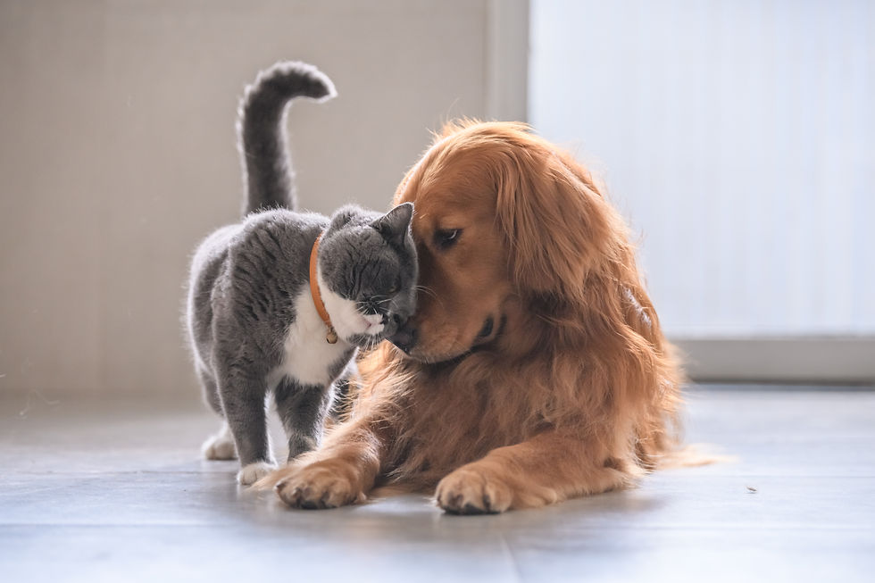 犬と猫