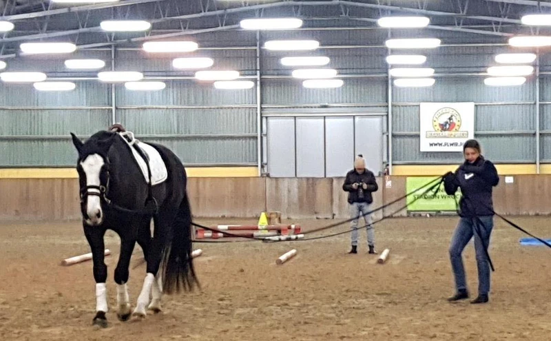 lonżowanie na 2 lonżach program treningu koni  z ziemi