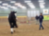 Lonżowanie w zgodzie z biomechaniką i naturą koni - październik 2025