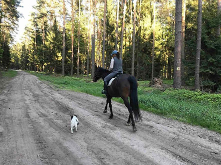 stajnia foresta wyjazd w teren las a.jpg