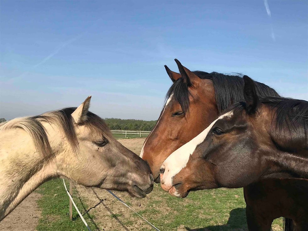 Jak zwalczyć lęk separacyjny u koni – webinar