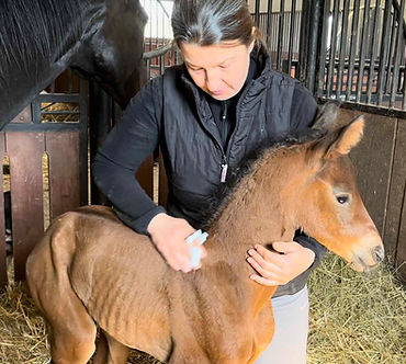 imprinting źrebiąt i szkolenie młodego konia