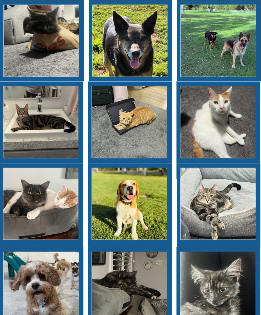 Portrait of Stirling Marketing’s ‘Chief Cuddle Team,’ featuring the dogs and cats who inspire the team’s creativity and morale.