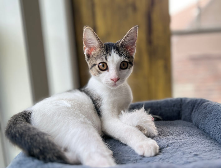 white kitten rescue tabby kitty cat feline friend adopt adoptable