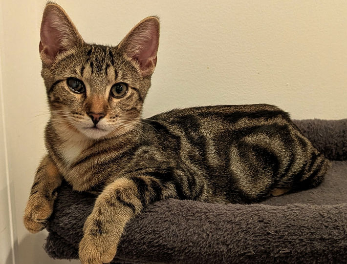 tabby kitten rescue kitty cat adopt adoptable