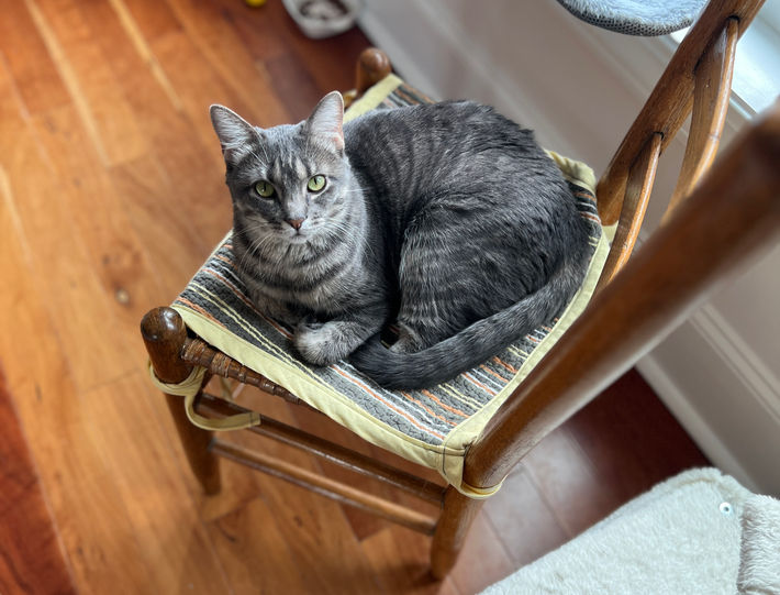 kitten cat rescue adopt adoptable tabby feline kitty