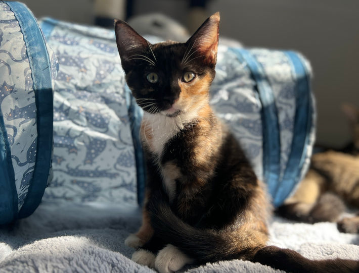calico kitten rescue kitty cat adopt adoptable playful