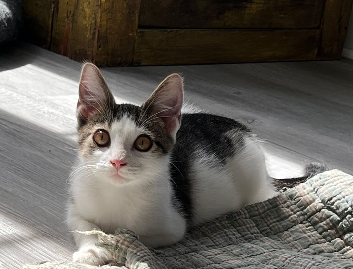 white kitten rescue kitty cat feline friend playful goofy adopt adoptable tabby