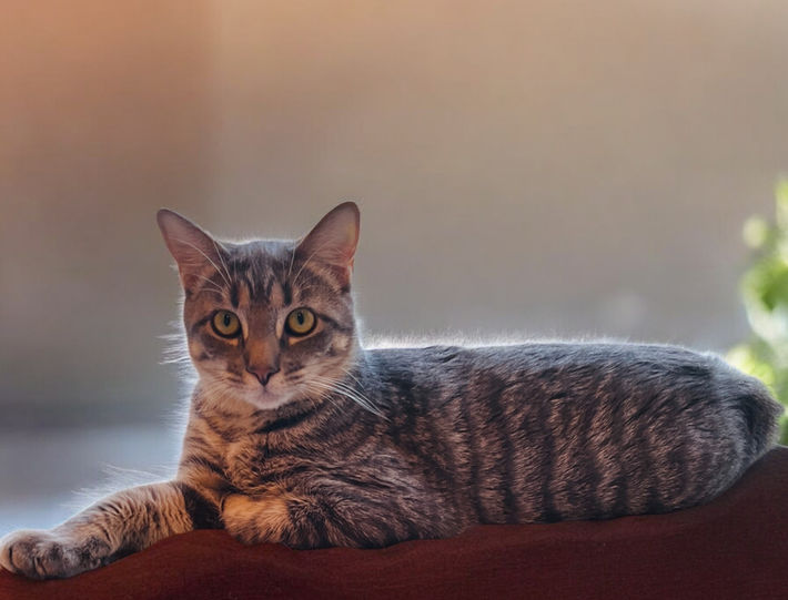 adopt adoptable rescue cat tabby
